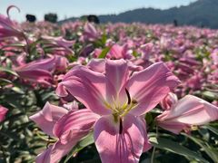 -径山花海