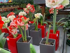 -荷兰花海