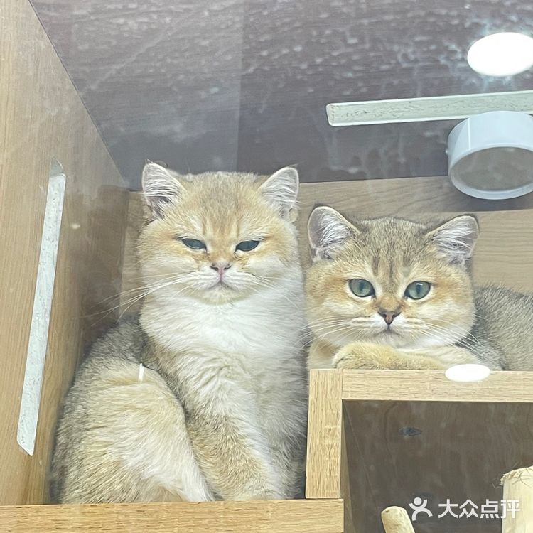 Universe猫宇 | 天河靠谱猫舍‼️