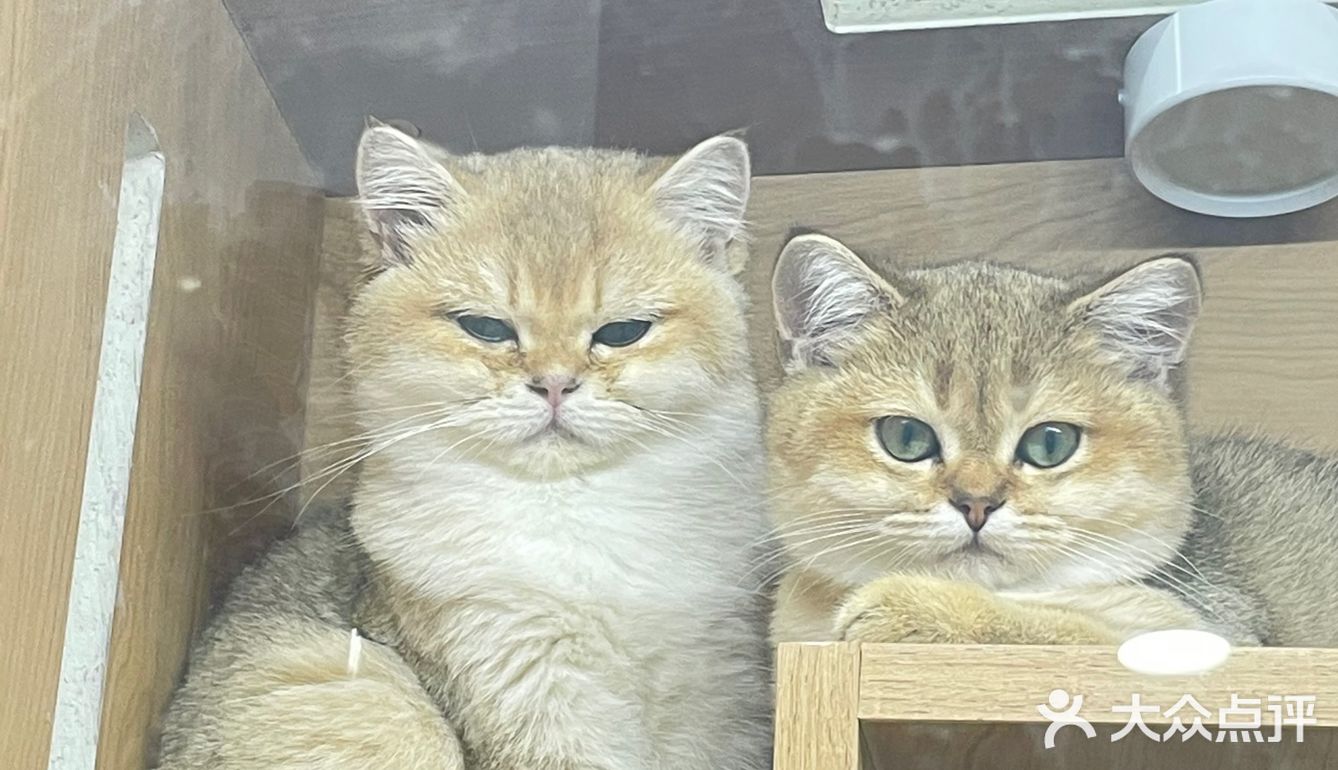 Universe猫宇 | 天河靠谱猫舍‼️
