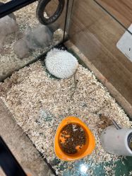 -Moni星球萌宠·小马宝莉·灵蛇·高端高阶全萌宠互动体验俱乐部(红豆国际广场店)