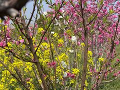 -南汇桃花村