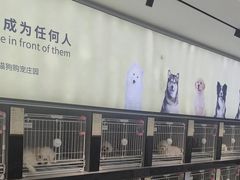 -翊宠yipet猫狗购宠庄园犬舍•猫舍