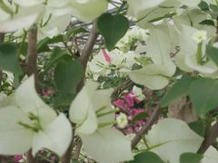 -金科花卉市场