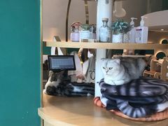 -飞行喵MR PILOT|猫舍·猫咖(静安大融城店)