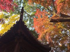 -秋霞圃