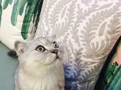 猫咪-拾壹cafe·工作室