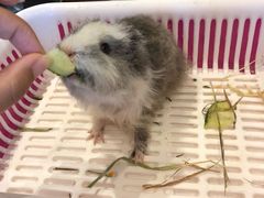 -藦茜花园宠物主题亲子互动体验馆(国顺东路店)