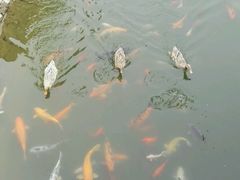 -芭东小镇温泉