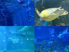 -华夏文旅海洋公园