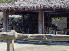 -上海野生动物园