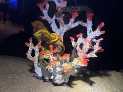 -欢乐海岸海洋奇梦馆