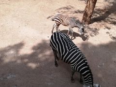 -昆明动物园