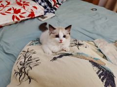 -猫十亿·布偶金渐层·曼基康矮脚猫舍(青年路店)