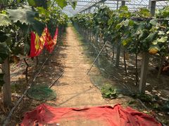 -马陆小张葡萄园农家乐