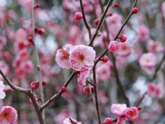 -香雪海