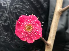 -北京鹫峰国家森林公园