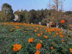 -铁山坪森林公园