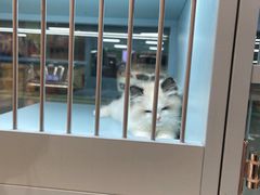-FAELING PETS美天灵宠物(合生汇店)