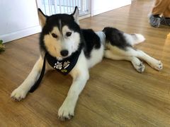 -Husky Go! 哈士奇体验馆·宠物咖啡厅狗咖