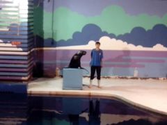 海狮表演-太平洋海底世界