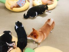 -逗柴咖啡屋·狗咖猫咖宠物桌游