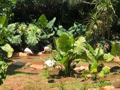 -海南热带野生动植物园