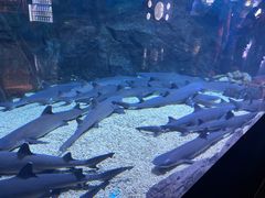 -烟台海昌鲸鲨海洋公园