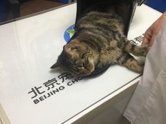-宠福鑫动物医院(立水桥分院)