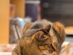 -猫的天空之城概念书店(杭州南宋御街店)