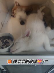 -神奇动物撸宠馆·羊驼·小浣熊·异宠(豫园店)