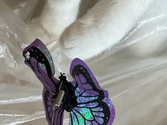 -美联众合动物医院·24h转诊中心