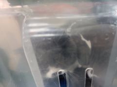 -利又安动物医院··老年病·猫科犬科·中兽医