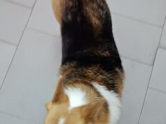 -联合动物医院(光谷诊疗中心)