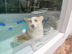 -BABYDOG宝贝狗宠物乐园(欧洲城店)