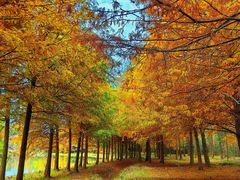 -上海海湾国家森林公园