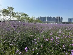 -光明小镇欢乐田园