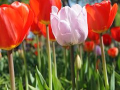 -石家庄市植物园