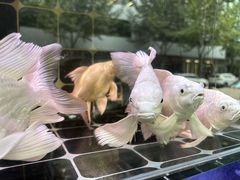 -青石桥花鸟鱼虫市场(叠翠城店)