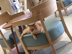 -藏猫猫咖啡主题馆(中央大道店)