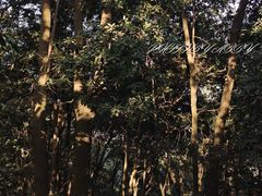-红花湖景区
