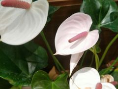 -BOBLOOM花店(宝龙旭辉广场店)