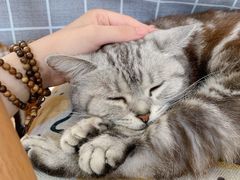 -海边的猫和咖啡馆
