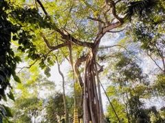 -瑞丽独树成林风景区