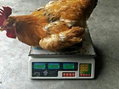 -牡丹之香饭店