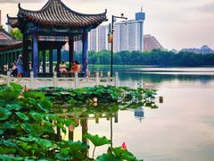 -莲花池公园