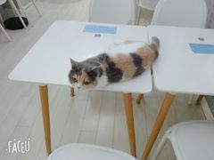 -喵的天空名猫咖啡馆·撸猫·猫舍·用品