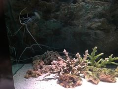 -暹罗海洋世界