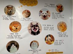 -柴迷FANS CLUB·柴犬狗咖·猫咖