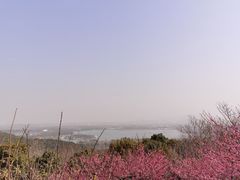-香雪海